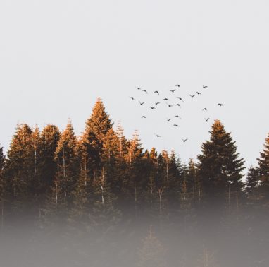 birds-over-trees